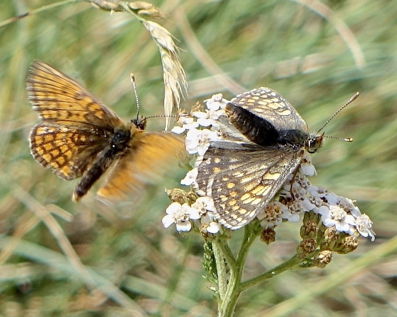Grison's fritillary